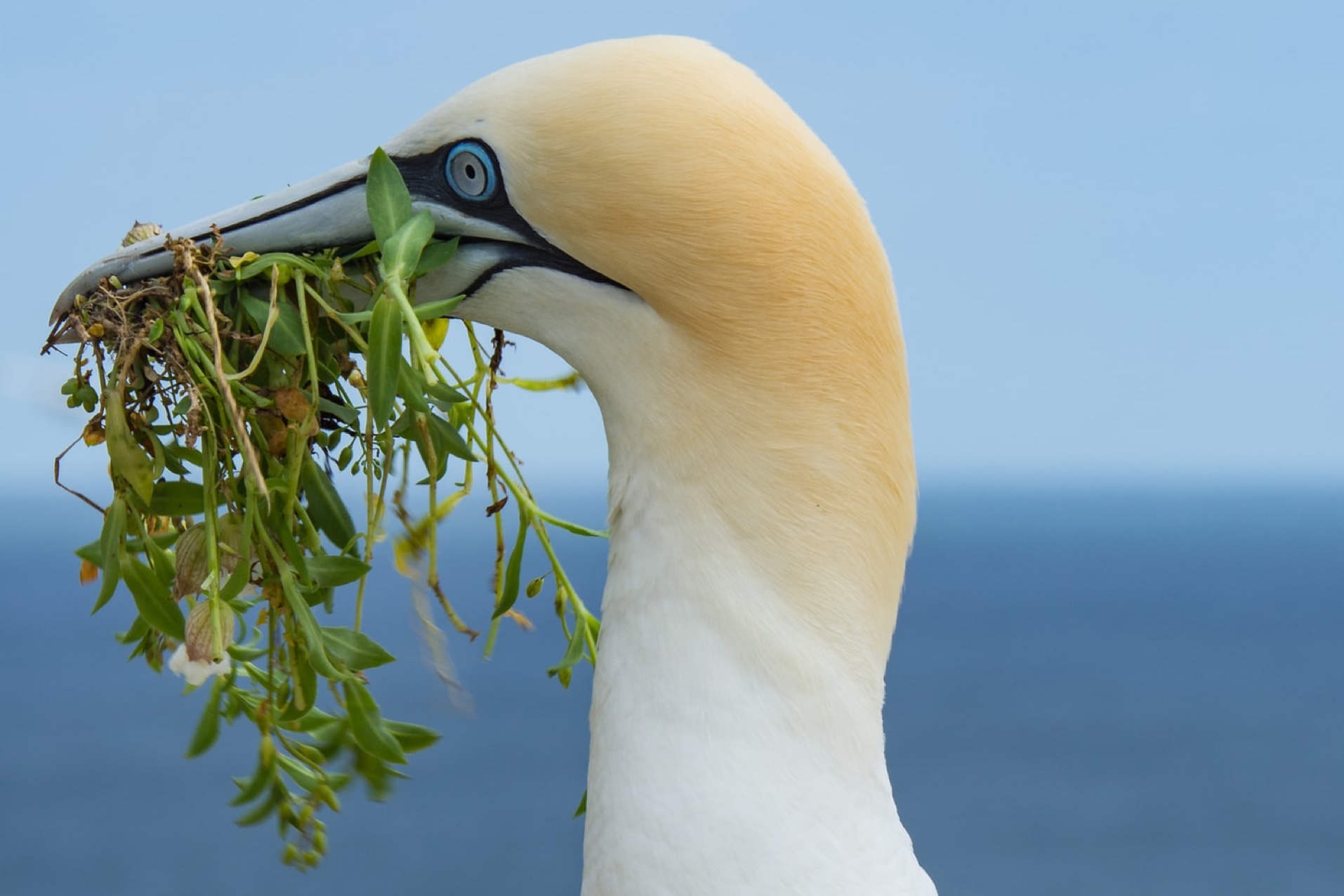 2009-2011, APEM,  Zone 7 - Navitus Bay, Boat Based Bird Survey